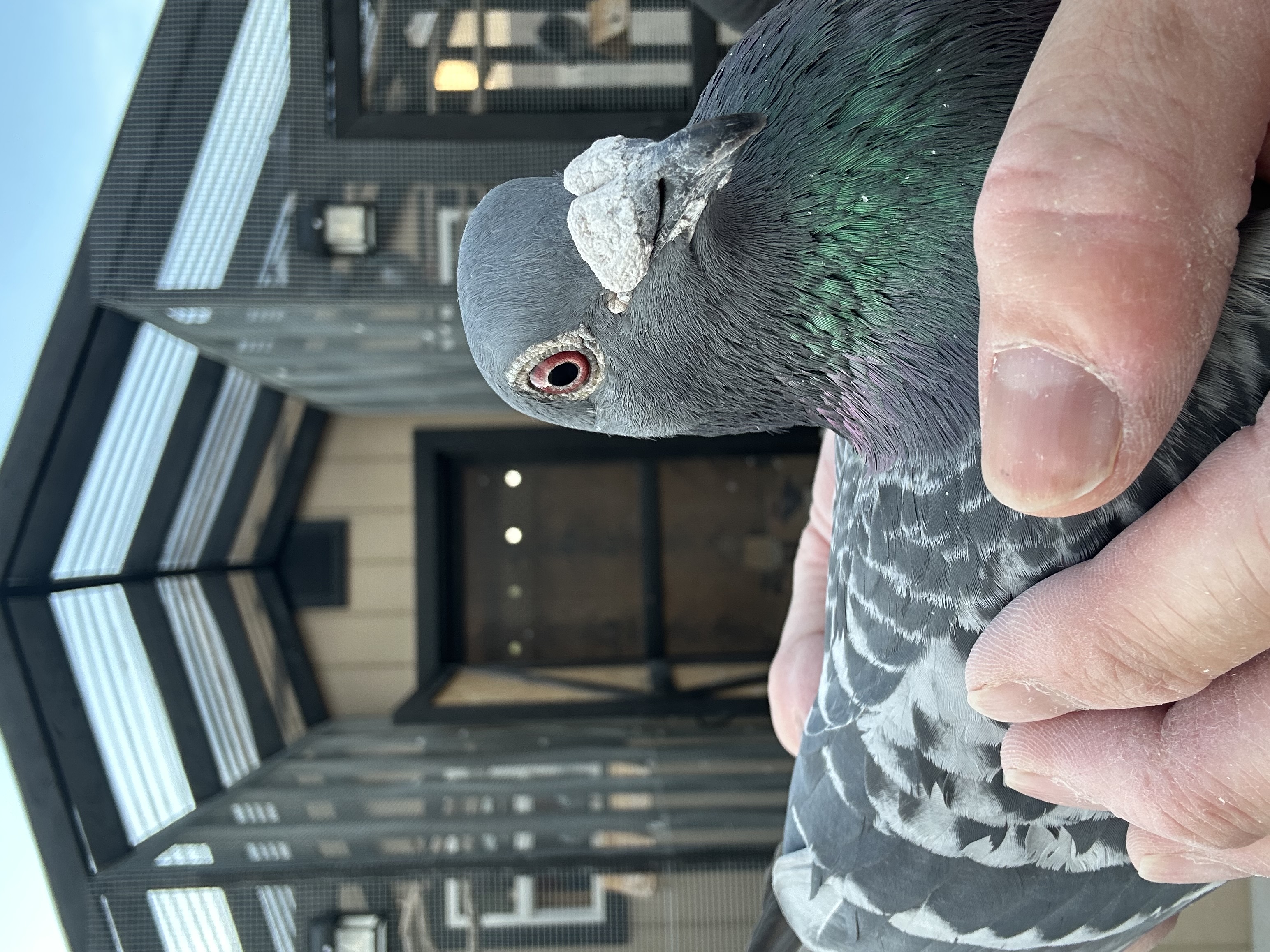 Pigeon Oasis Auctions